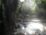 Ausflug Samana  Reiter mit Pferd in der Nähe des Wasserfalls El Limon (DOM).